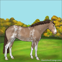 Horse Color:White Spotted Liver Red Dun 