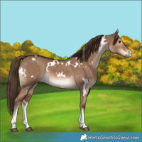 Horse Color:White Spotted Liver Red Dun 