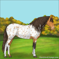 Horse Color:Buckskin Appaloosa 