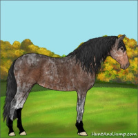Horse Color:Void Bay Ice Roan 