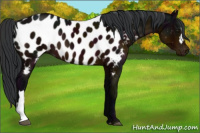 Horse Color:Midnight Brown Near Leopard 