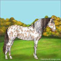 Horse Color:Amber Champagne Roan Appaloosa 