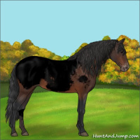 Horse Color:Void Bay Appaloosa 