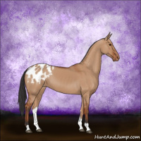 Horse Color:Brown Dun Appaloosa 
