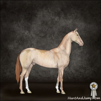 Horse Color:Gold Champagne Dun Brindle
