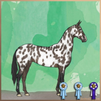 Horse Color:Brown Dun Near Leopard 