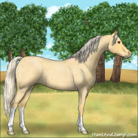 Horse Color:Palomino Roan 
