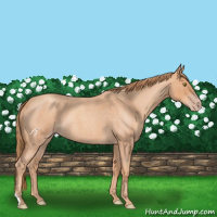 Horse Color:Gold Champagne Roan 