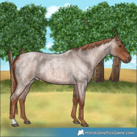 Horse Color:Red Roan 