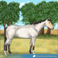 Horse Color:Buckskin Roan 