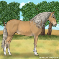 Horse Color:Palomino