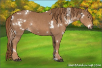 Horse Color:White Spotted Chestnut Rabicano 