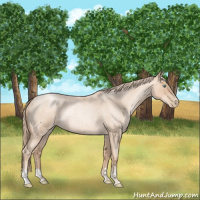 Horse Color:Gold Champagne Roan Pearl Rabicano and Gold Champagne Roan Pearl Rabicano