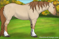 Horse Color:Red Dun Tobiano 