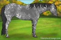 Horse Color:Blue Ice Roan 