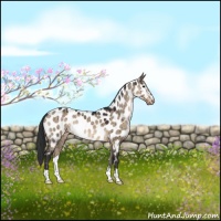 Horse Color:Brown Dun Appaloosa Brindle 