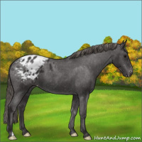 Horse Color:Smoky Black Appaloosa 