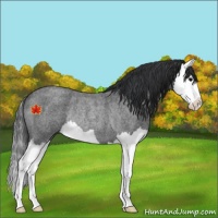 Horse Color:Unknown 
