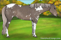 Horse Color:White Spotted Silver Black Tobiano 