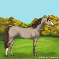 Horse Color:Liver Red Dun Appaloosa 
