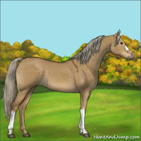 Horse Color:Chocolate Palomino Dun 
