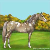 Horse Color:White Spotted Chocolate Palomino Dun Sabino Appaloosa 