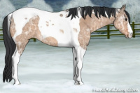 Horse Color:Brown Ice Dun Tobiano
