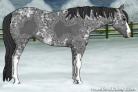 Horse Color:Black Ice