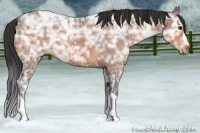 Horse Color:Bay Ice 