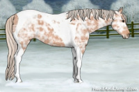 Horse Color:Silver Bay Ice Tobiano 