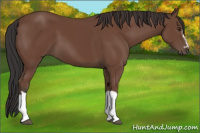Horse Color:Bay Splash Frame 