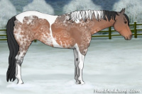 Horse Color:Brown Ice Tobiano