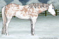Horse Color:Silver Bay Ice Splash 
