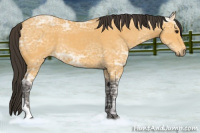 Horse Color:Buckskin Ice