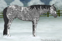 Horse Color:Black Ice 