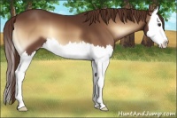 Horse Color:Red Onyx Splash 