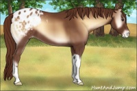 Horse Color:Red Onyx Varnish