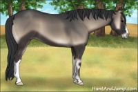 Horse Color:Blue Onyx 