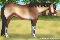 Horse Color:Bay Onyx 