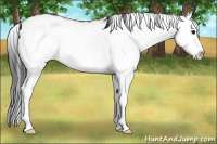 Horse Color:White Spotted Bay Onyx Splash 
