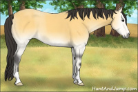 Horse Color:Buckskin Onyx
