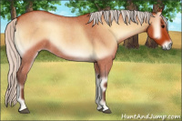Horse Color:Silver Bay Roan Onyx Rabicano