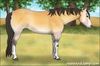 Horse Color:Buckskin Onyx 