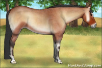 Horse Color:Bay Roan Onyx 