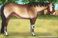 Horse Color:Bay Onyx Rabicano 