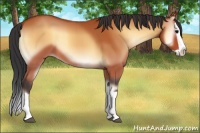 Horse Color:Bay Onyx Splash