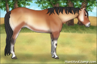 Horse Color:Bay Onyx 