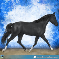 Horse Color:Black 
