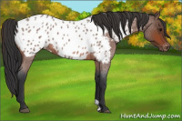 Horse Color:Bay Roan Near Leopard 