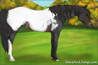 Horse Color:Brown Appaloosa Rabicano 